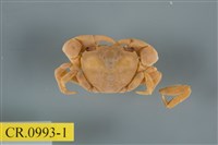 藏品(平背蜞)的圖片